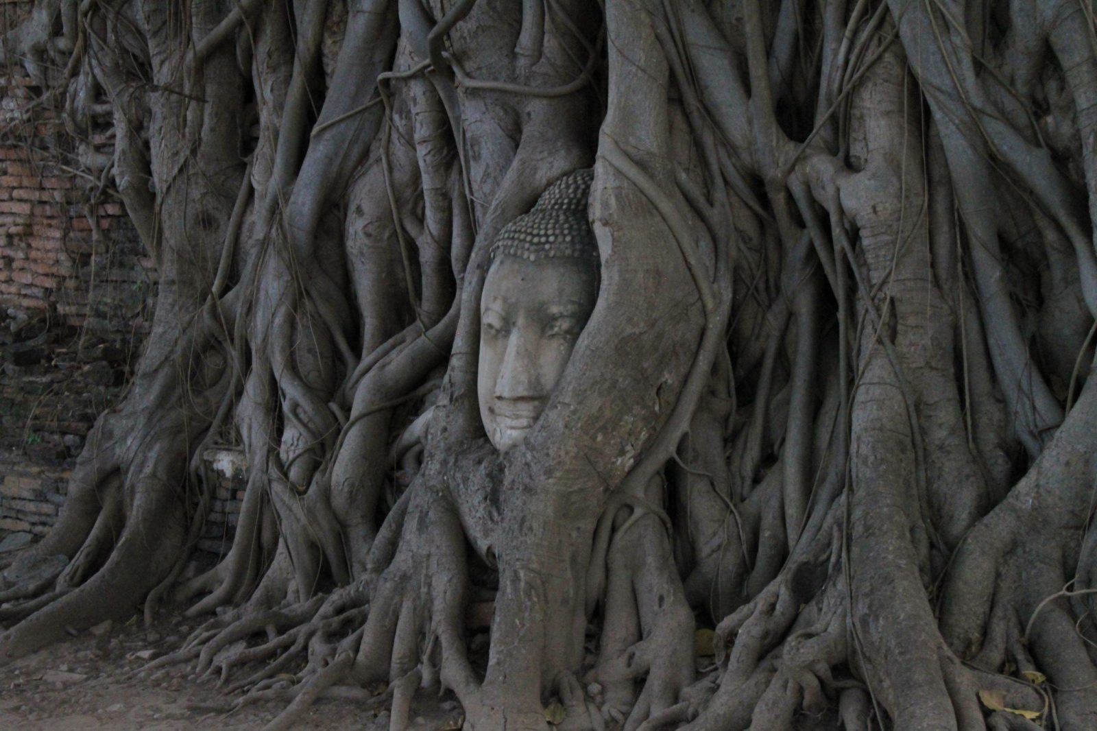 Buddha’s, Temples and Bicycle Rides – what you need to know to plan your trip to Ayutthaya